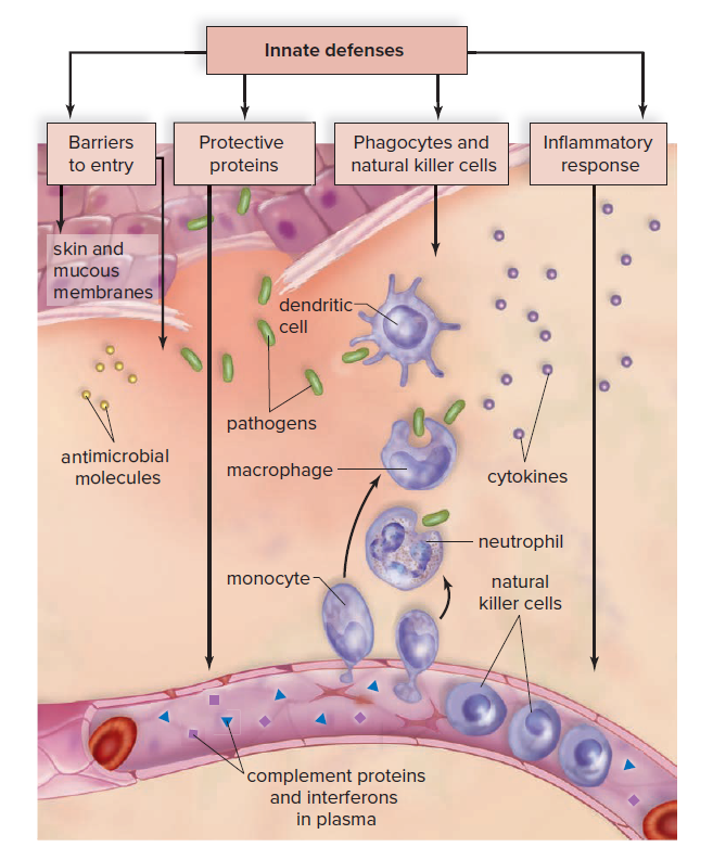 innate immunity - सहज प्रतिरक्षा 