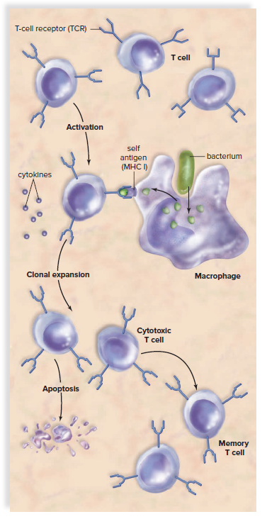 T Cells (Specific Immunity)