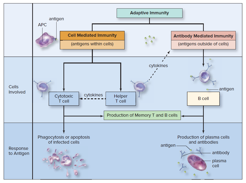 उपार्जित प्रतिरक्षा acquired immunity illustration