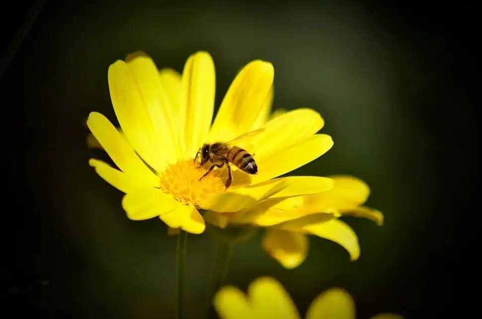 example of honeybees to understand unemployment