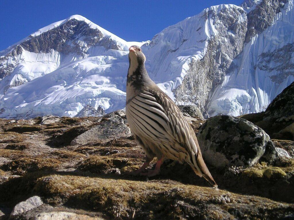 A Beautiful Bird in Himalaya